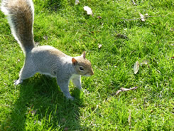 One of many friendly Grey Squirrels that call Jephson Gardens home